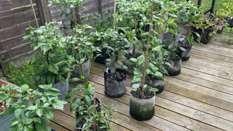 Rows of homegrown chilli plants outdoors in Beccles